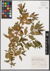 Foto von Salix triandra L.